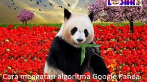 Pengertian dan 4 Cara mengatasi algoritma Google Panda